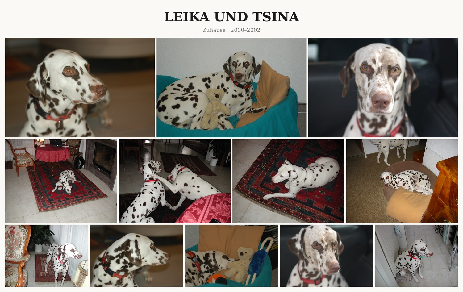 Fotocollage Leika und Tsina: Zuhause